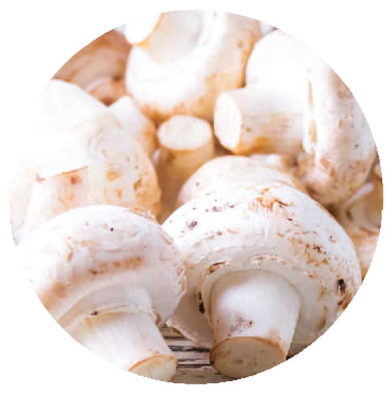 मशरूम – MUSHROOM